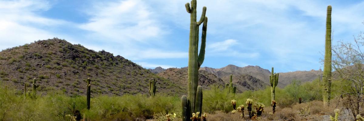 The Impossible Beauty of the Desert Header