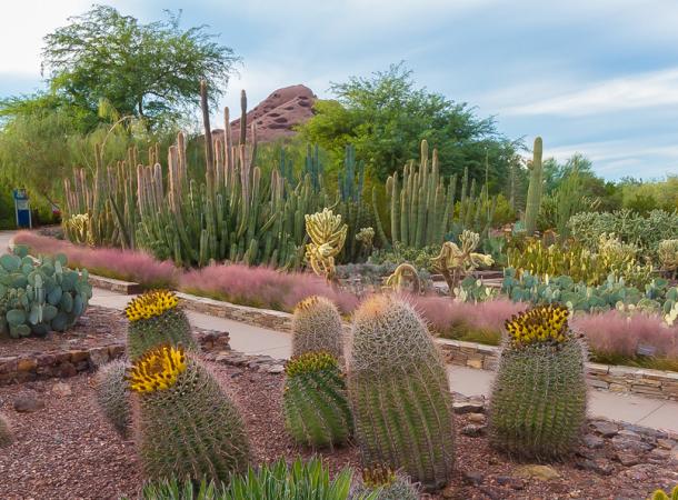 Desert Botanical Garden of Phoenix