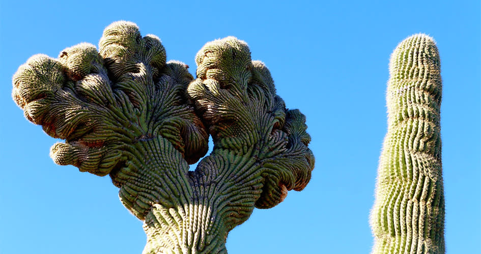 crested saguaro