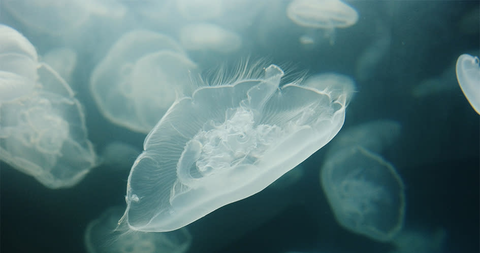 Jellyfish odysea