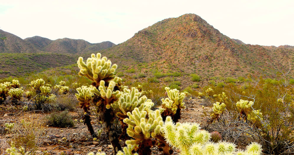 The Impossible Beauty of the Desert Cholla