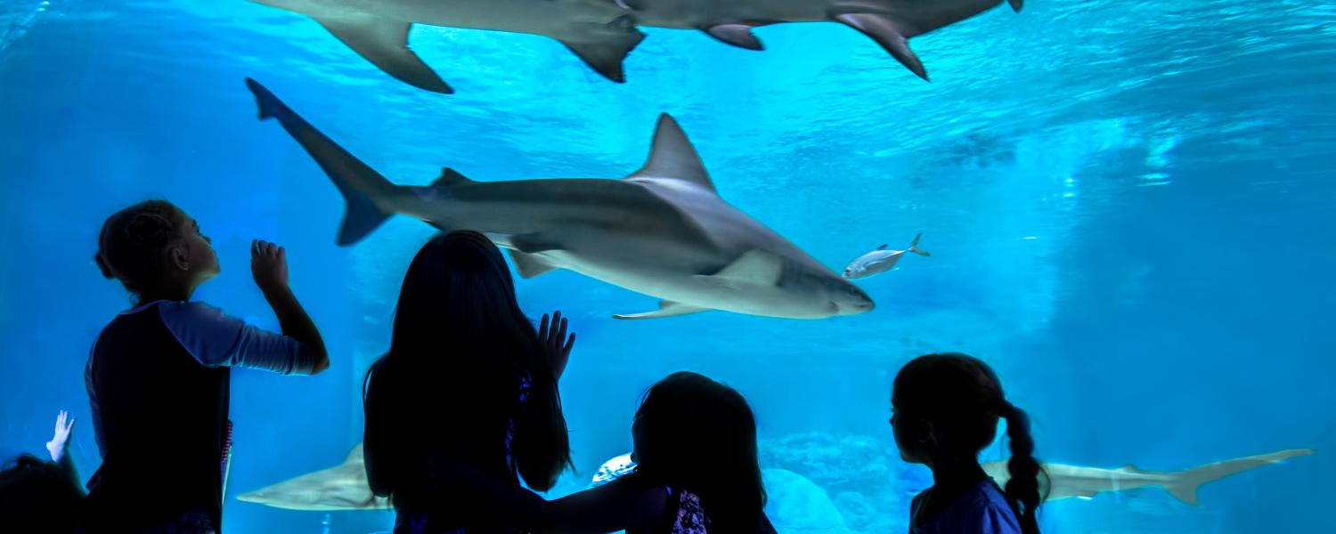 OdySea Aquarium