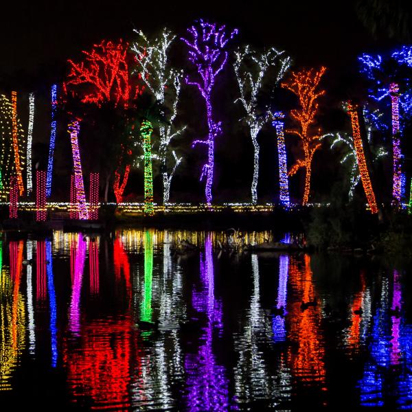 zoolights