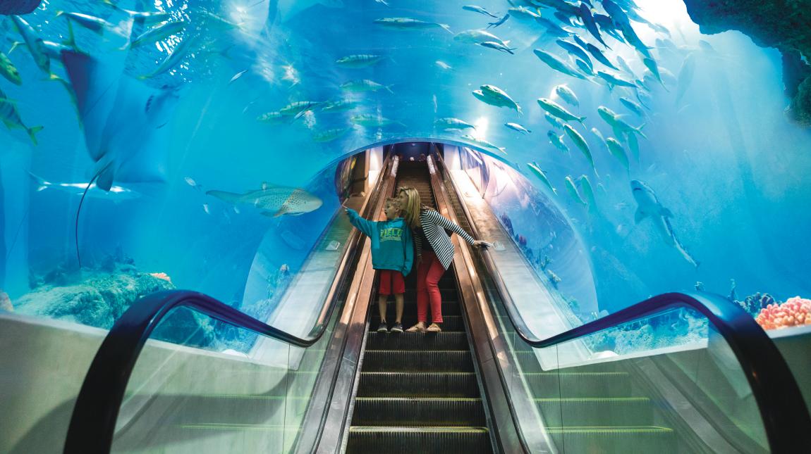 OdySea Aquarium