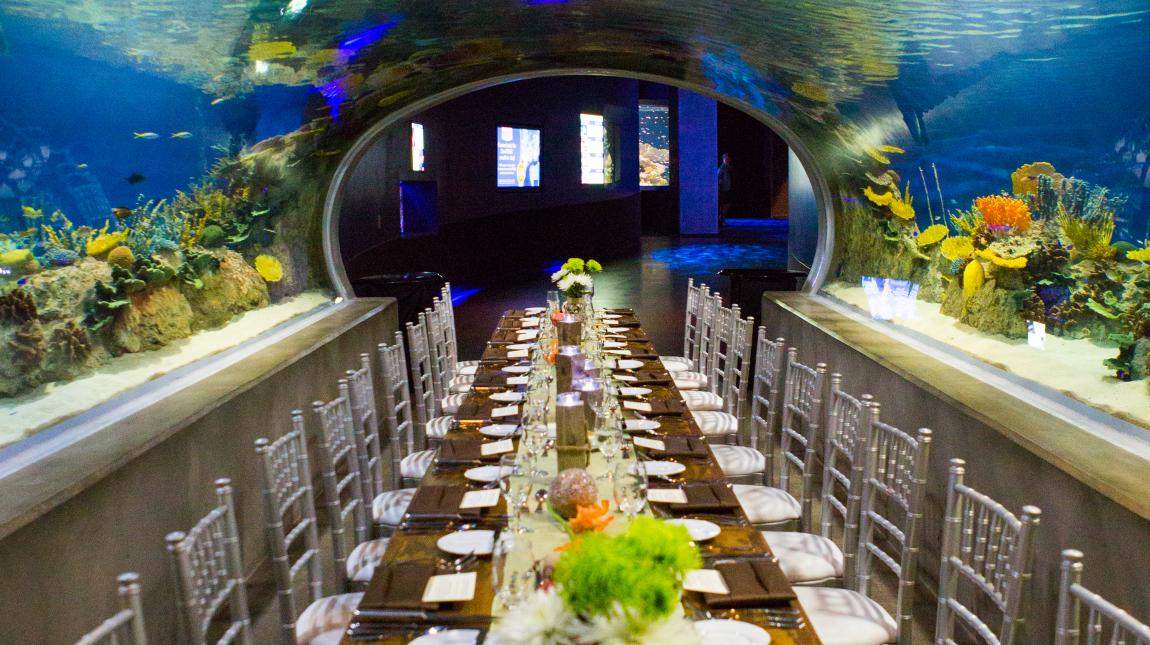 OdySea Aquarium