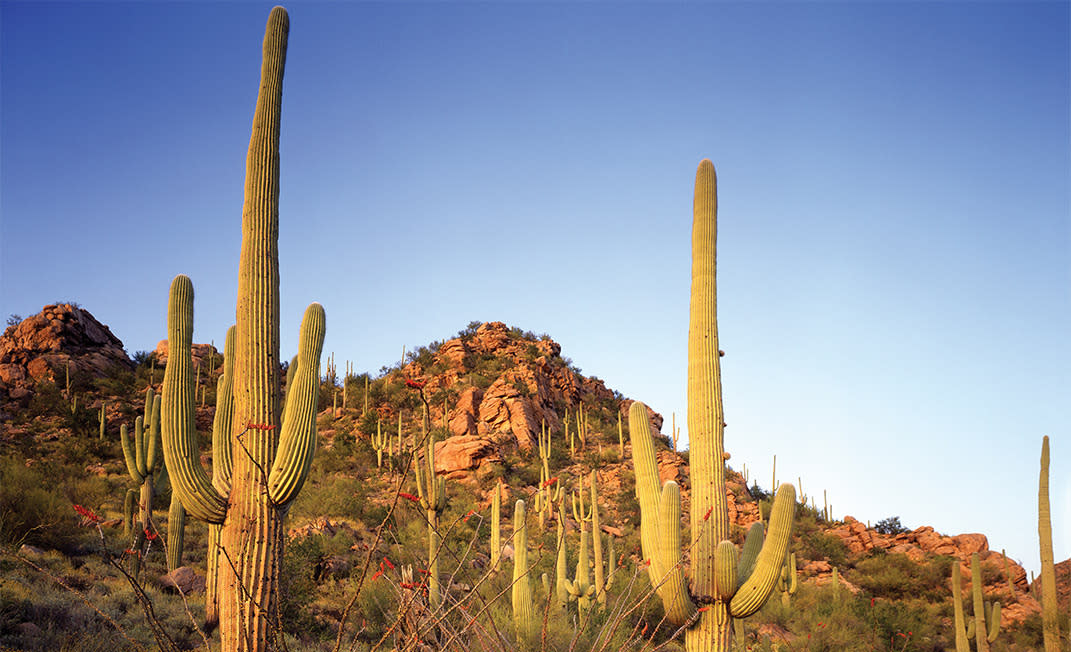 McDowell Sonoran Preserve View