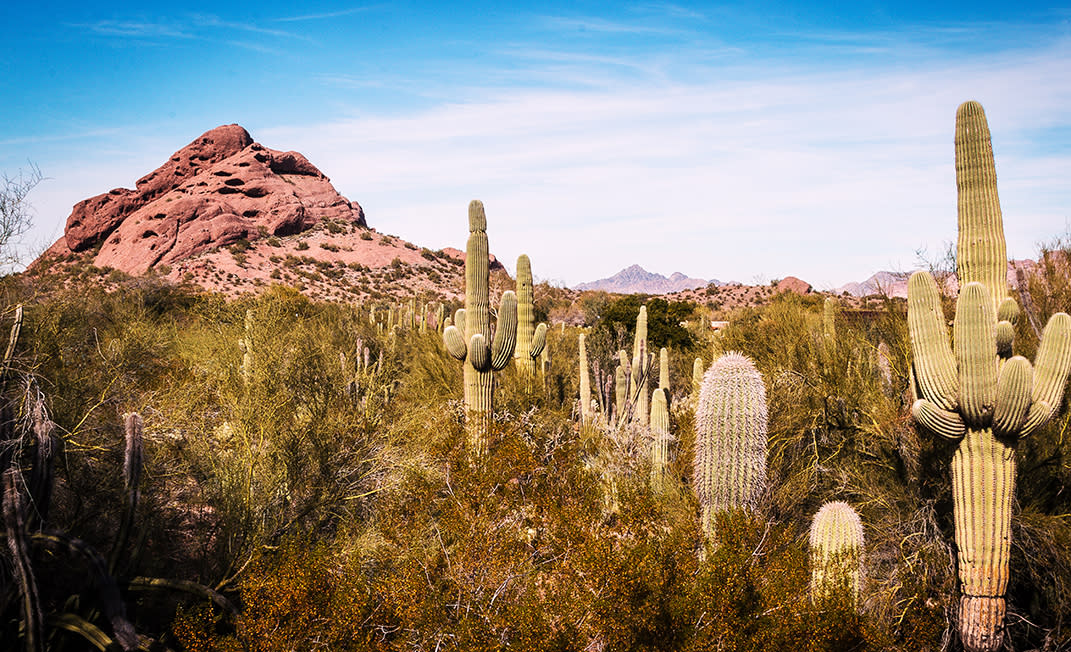 Saguaro cactus and desert landscape at Papago Park