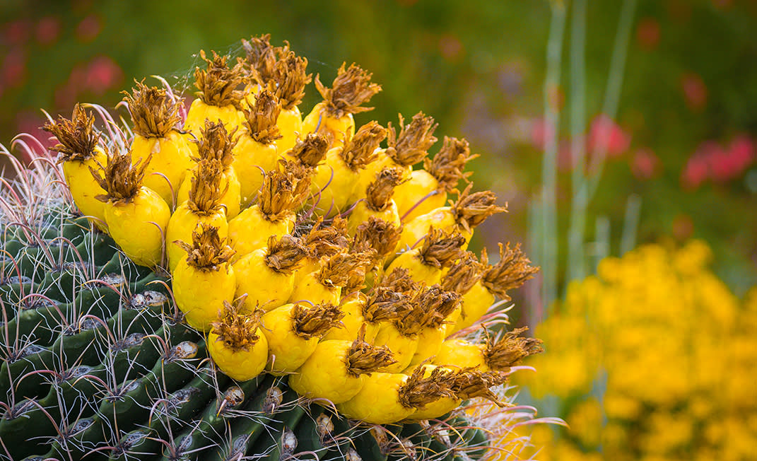 Barrel cactus with bright yellow fruit 