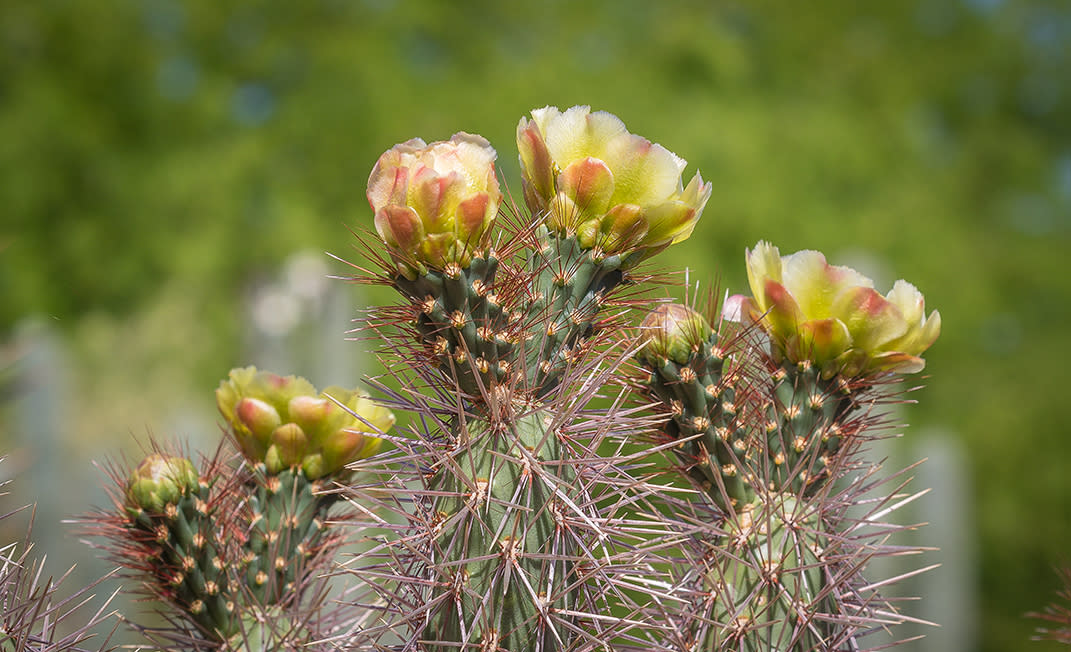 Cholla cactus plant with pink blooms