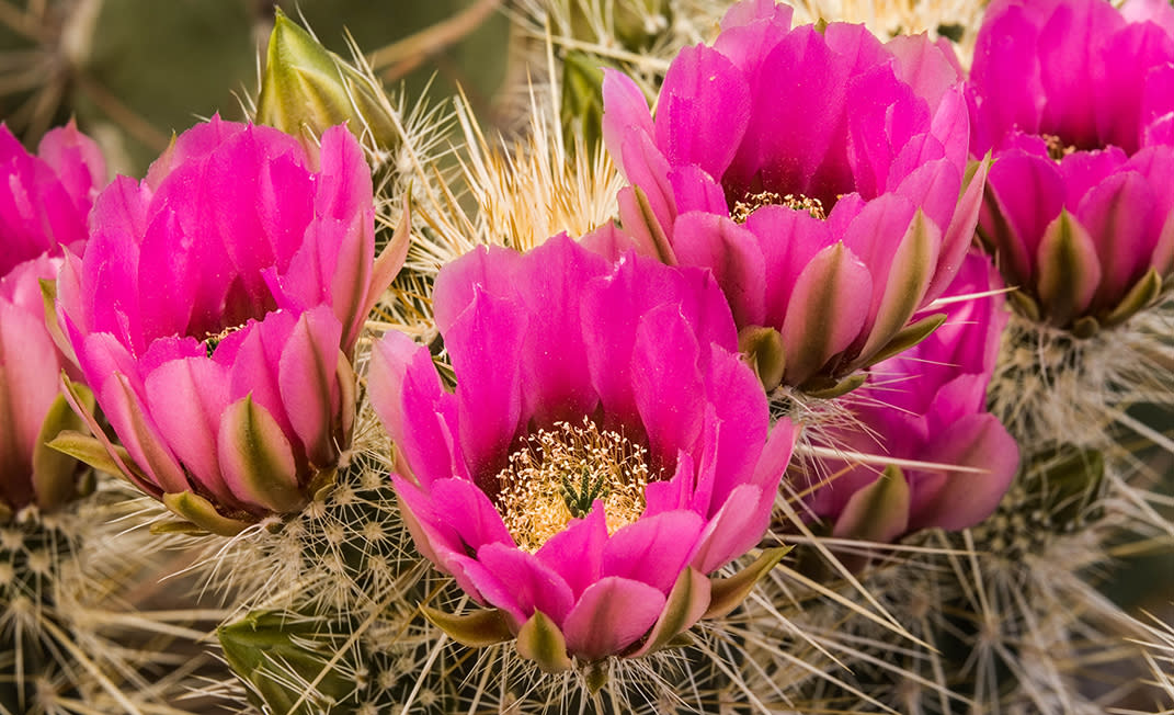Headgehog cactus blooming with bright pink flowers 
