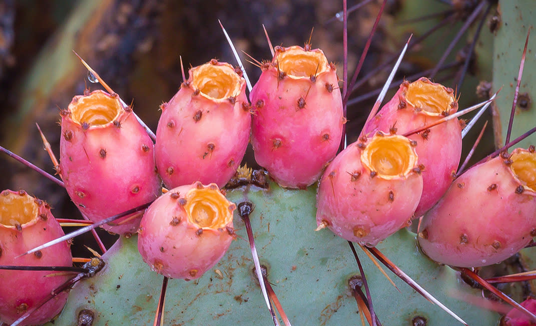 Prickly pear cactus with fruit at varying levels of ripeness