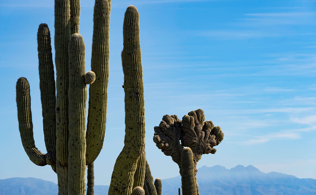 Crested Cactus