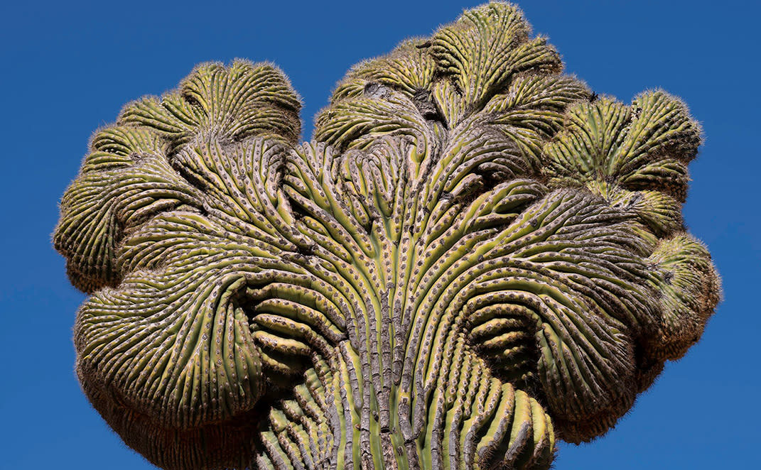 Crested Cactus
