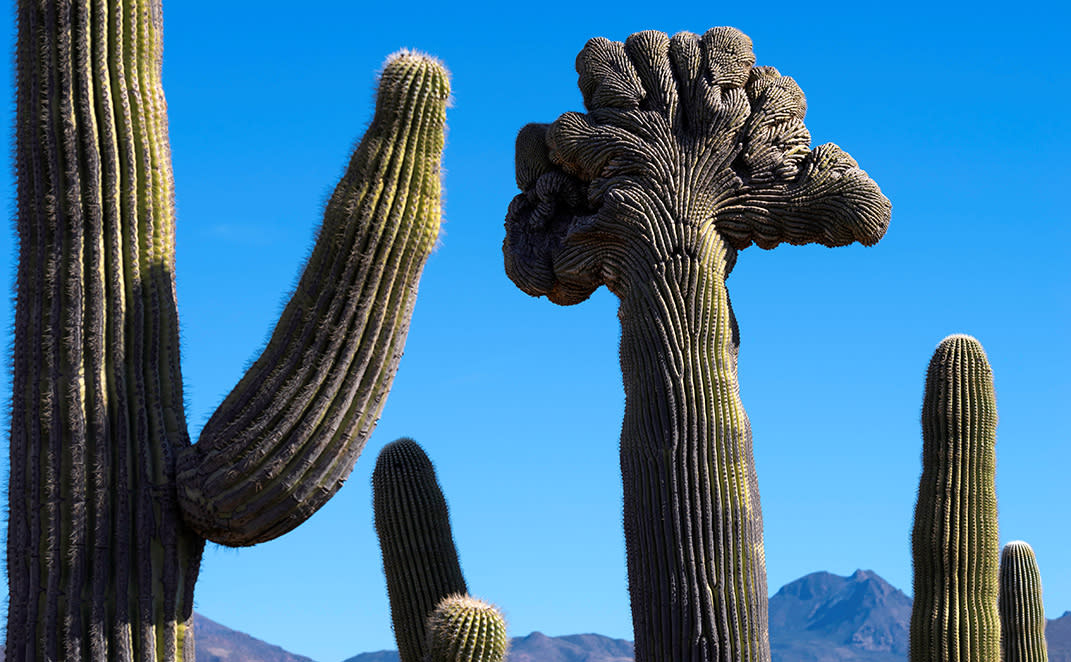 Crested Cactus