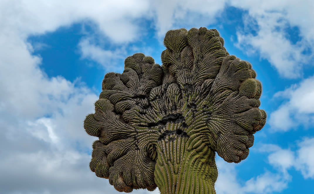 Crested Cactus