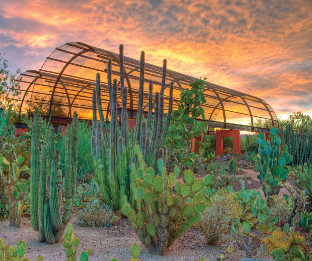 Desert Botanical Garden of Phoenix