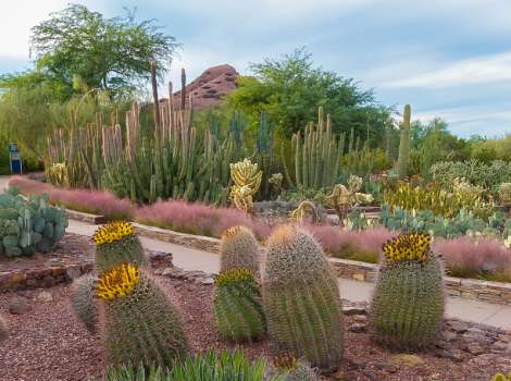 https://assets.experiencescottsdale.com/simpleview/image/upload/c_fill%2Ch_350%2Cq_60%2Cw_470/v1/crm/scottsdale/Desert-Botanical-Garden_hr-image_resized-3ac9fbfd5056b3a_3ac9ff86-5056-b3a8-49b16f3229c7a6f3.jpg