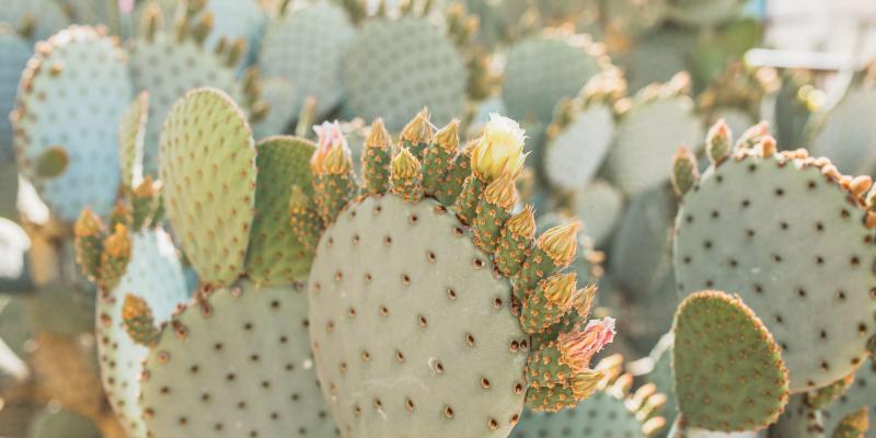Scenic cactus at Camelback Inn