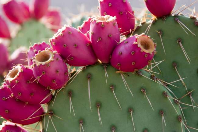 Prickly Pear Fruit 5 Ways