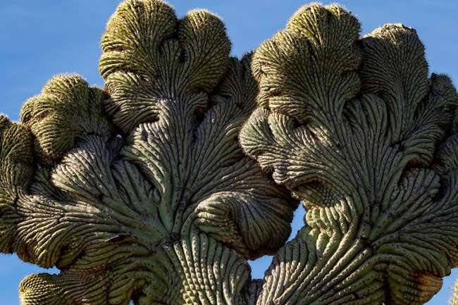 A Guide To The Crested Saguaro Cactus | Scottsdale, AZ
