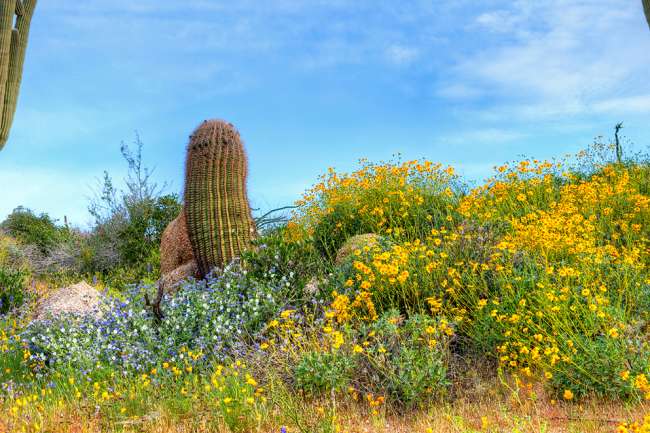Scottsdale S Best Wildflower Hikes Drives Official Travel Site For Scottsdale Arizona