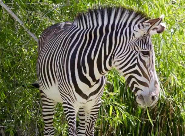 Phoenix Zoo - Arizona Center for Nature Conservation