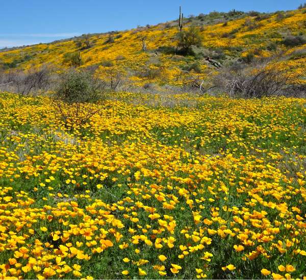 Arizona Outdoor Fun Adventures and Tours