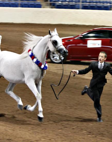 American Cup Championship Arabian Horse Show