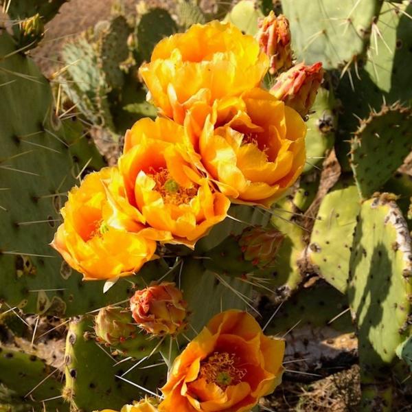 Prickly Pear Flower_Naylor