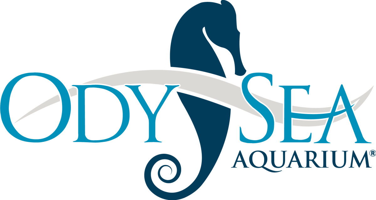 Odysea