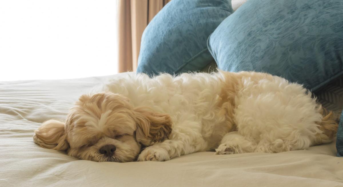 cropped dog on bed