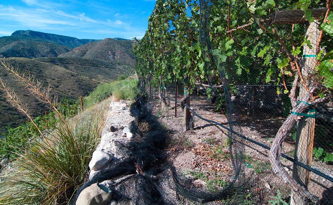 Verde Valley Vineyard 2