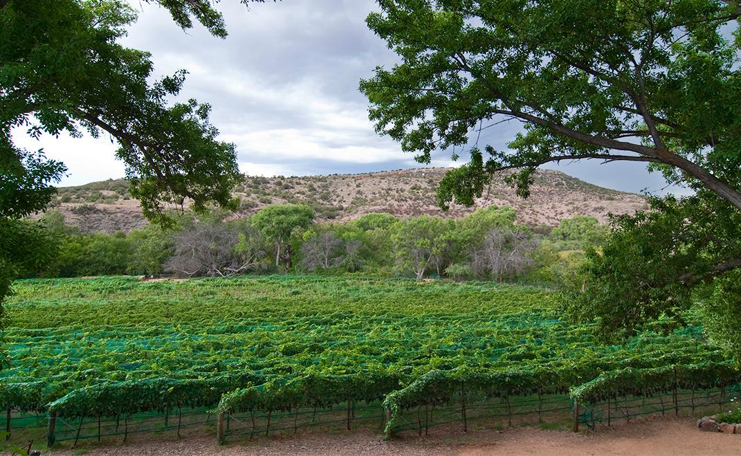 Verde Valley Vineyard