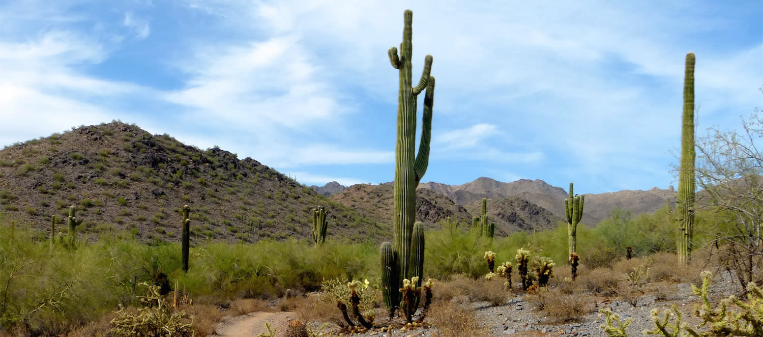 The Impossible Beauty of the Desert Header