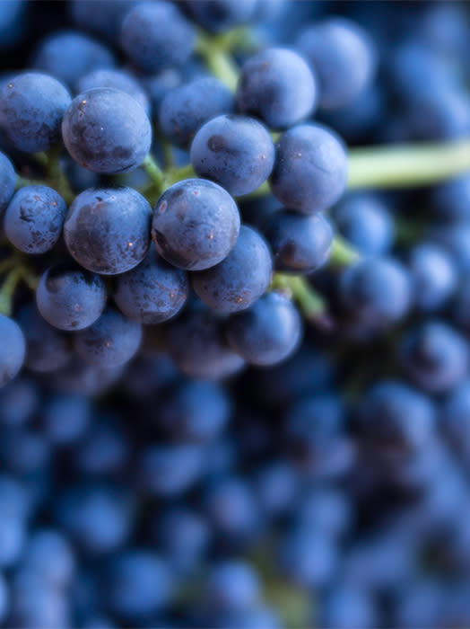 Verde Valley Grapes Verrical