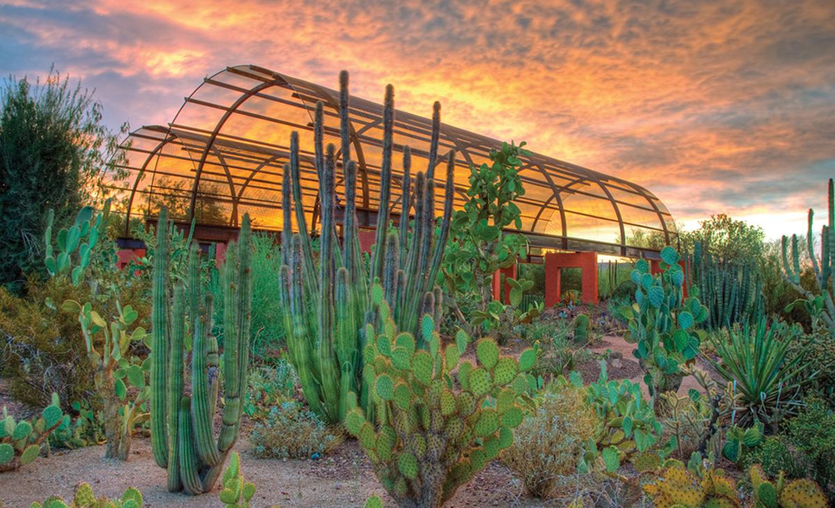 Desert Botanical Garden