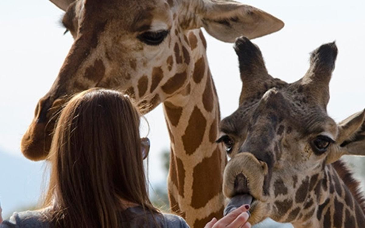 The Phoenix Zoo's Giraffe Encounter lets guests feed these gentle giants.