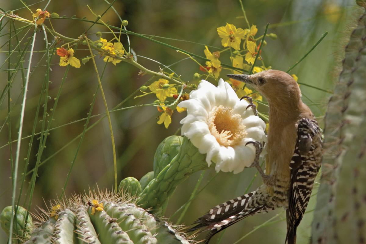 Gila Woodpecker (stock image)