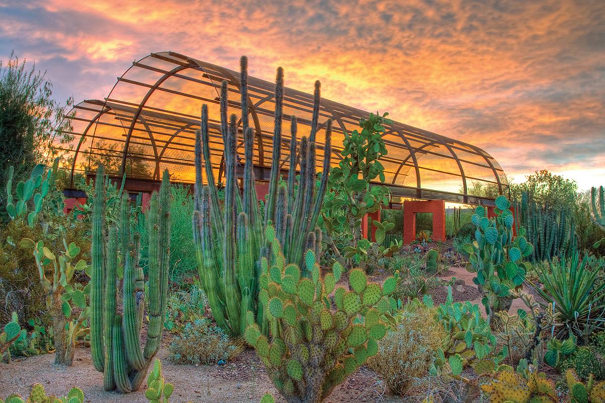 Desert Botanical Garden