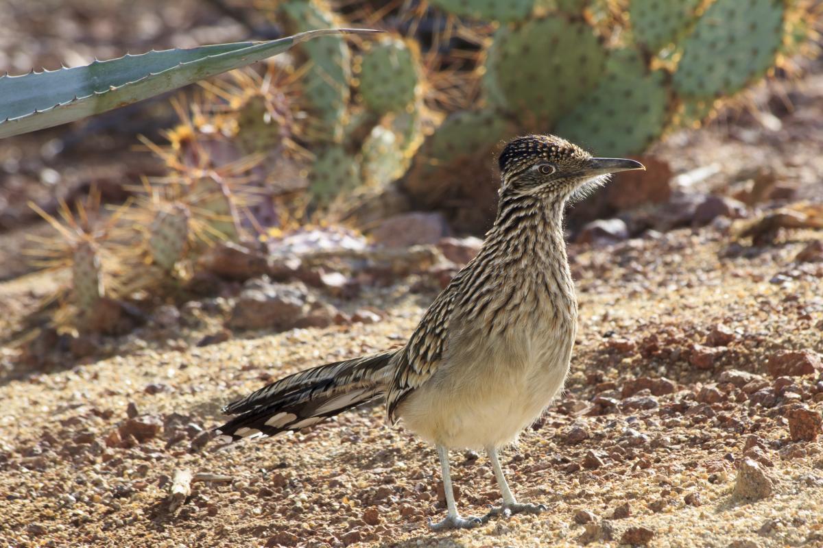 Desert Wildlife