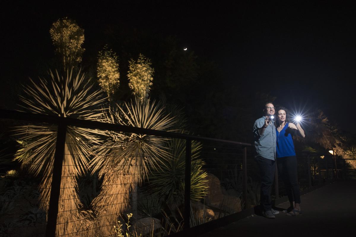 Desert Botanical Garden_Flashlight Tour