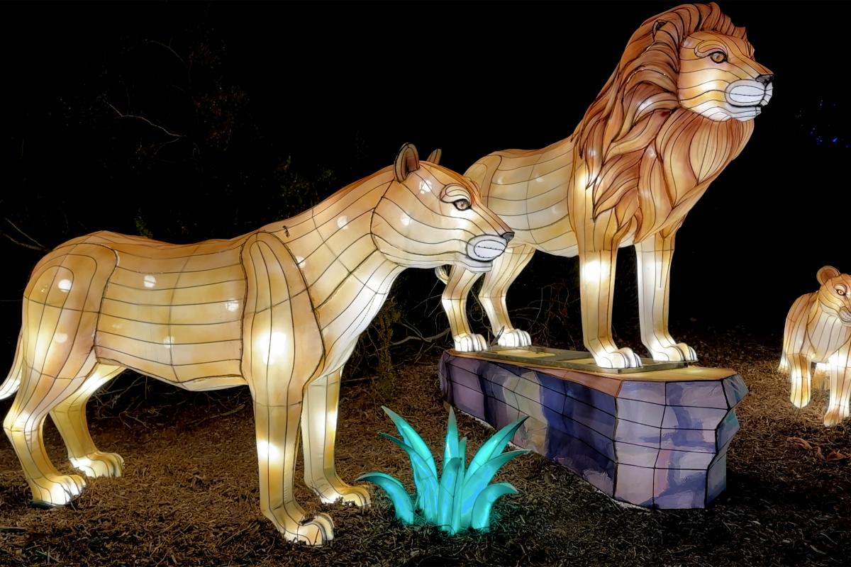 Phoenix Zoolights during the Holidays