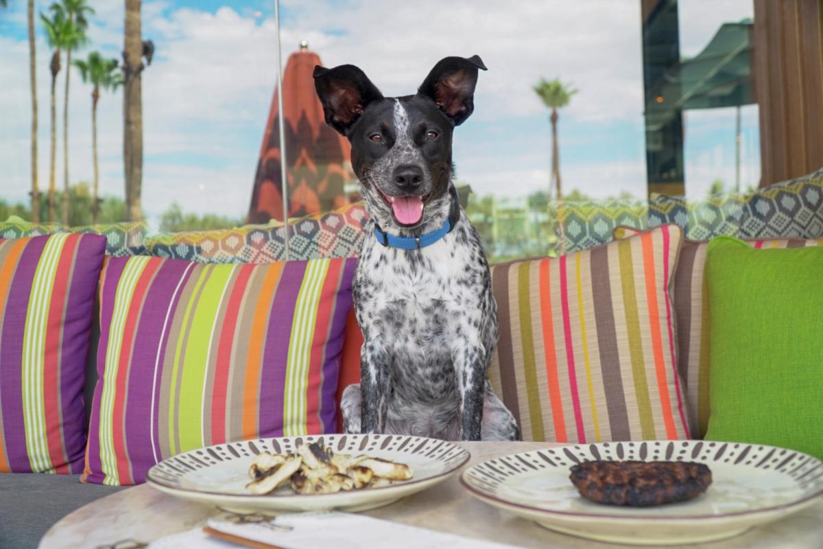 Pet Friendly Hotels Where Pets Stay Free