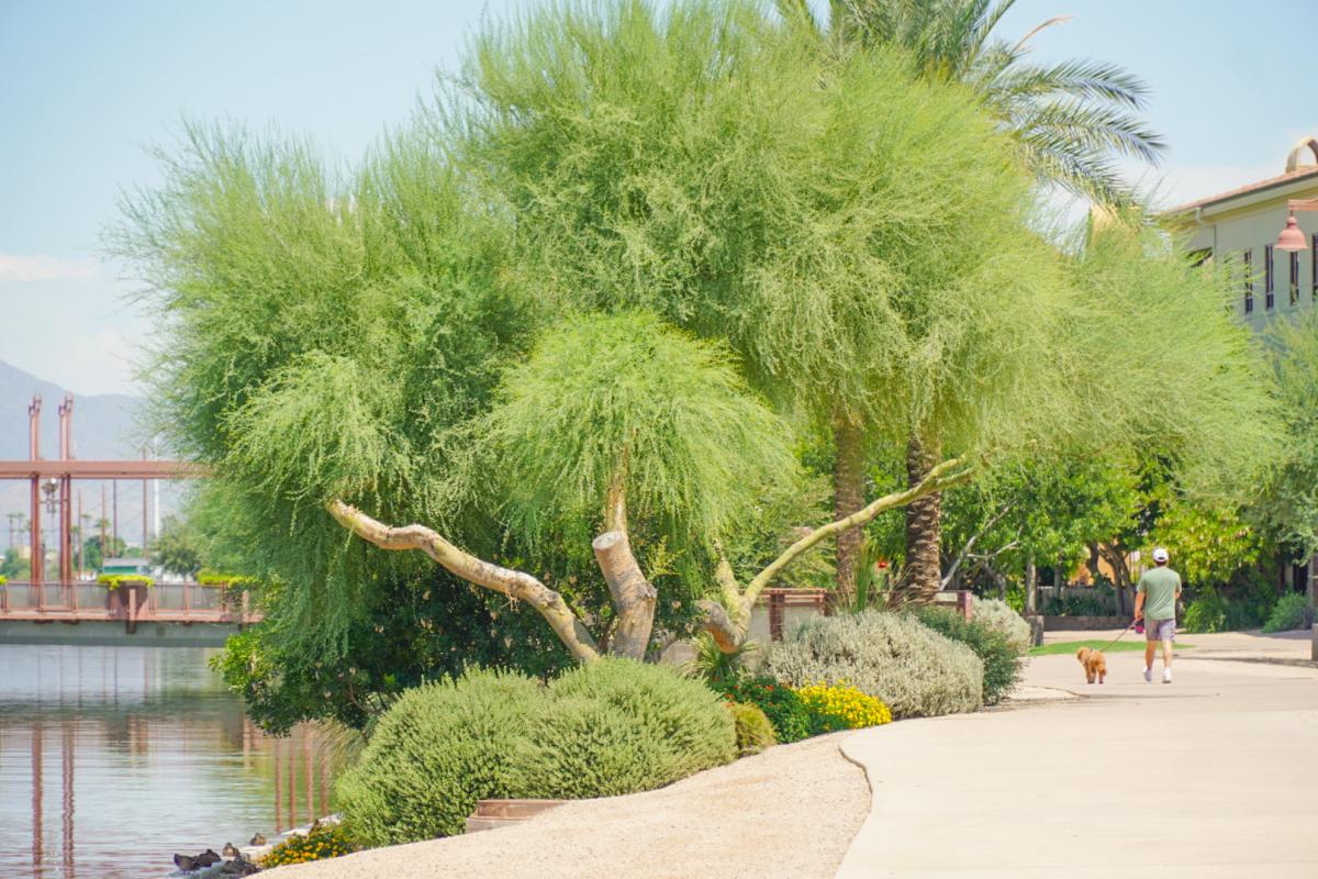 Arizona Canal1_LTopor
