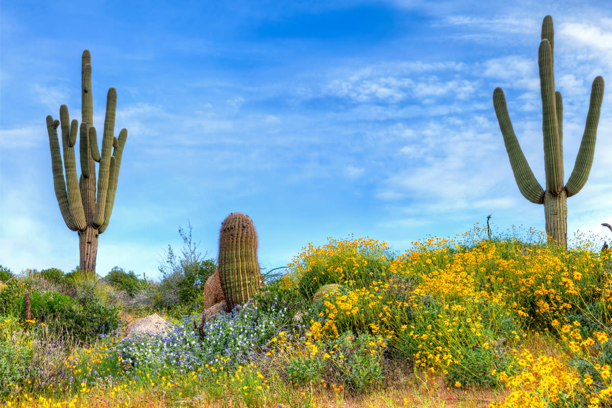 Desert Hiking