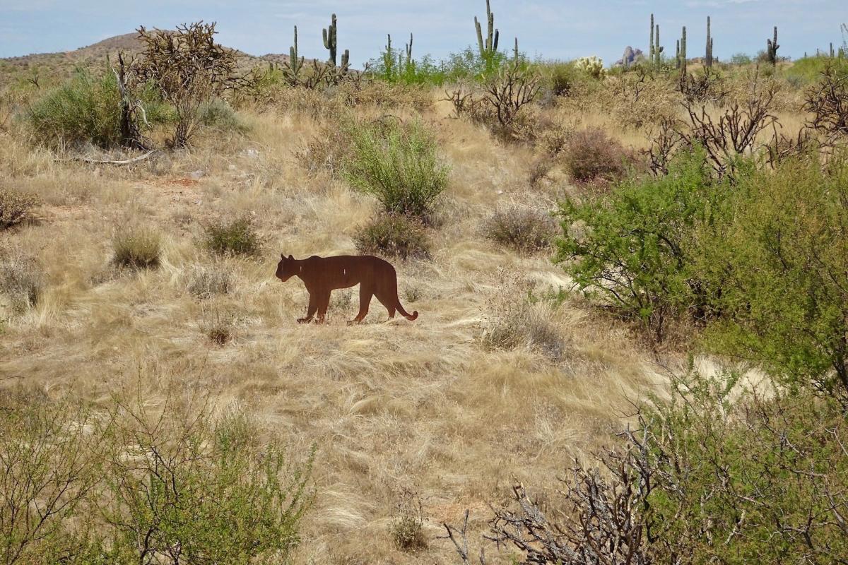 Camino Campana Lion_RNaylor