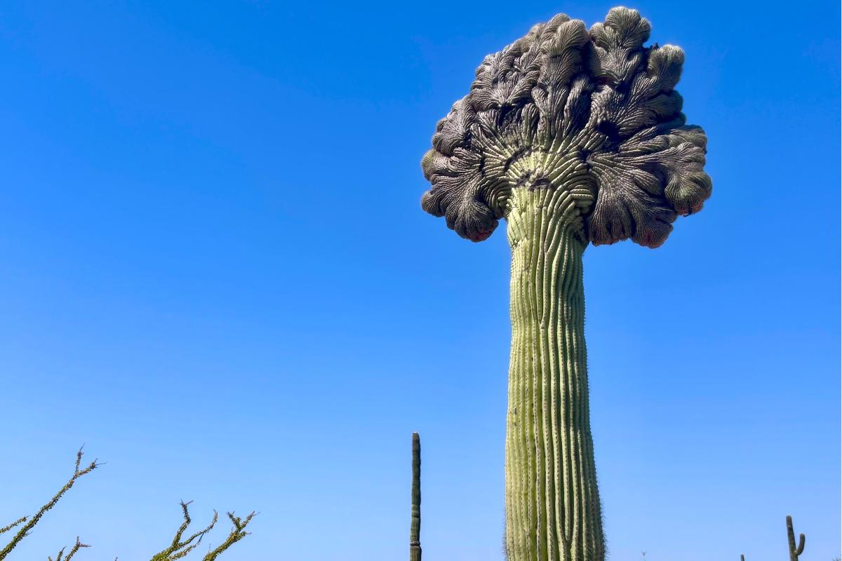 Crested Saguaro_Naylor