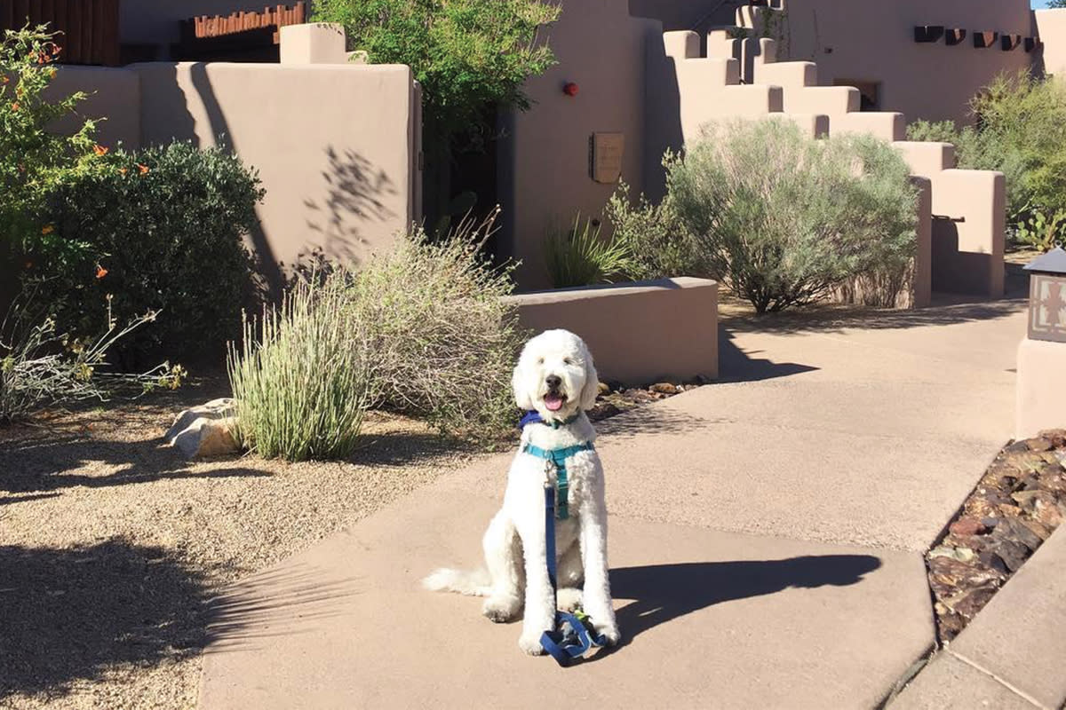 Pet-Friendly Resort in Scottsdale, AZ