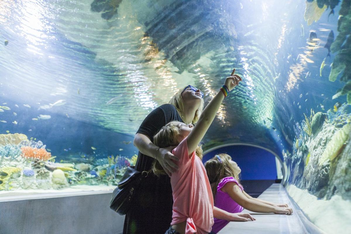 Gift ideas at the odysea aquarium