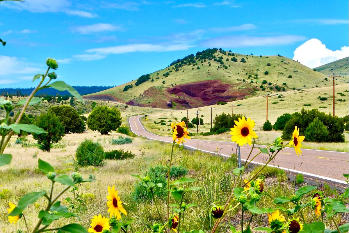 Highway 260 Meadow_Naylor